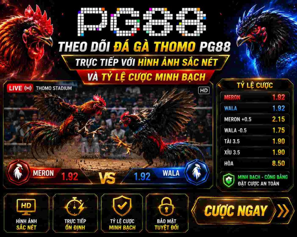 Theo dõi đá gà thomo PG88 trực tiếp với hình ảnh sắc nét và tỷ lệ cược minh bạch.